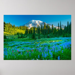 Sunrise Lupine und Berg Rainer Poster