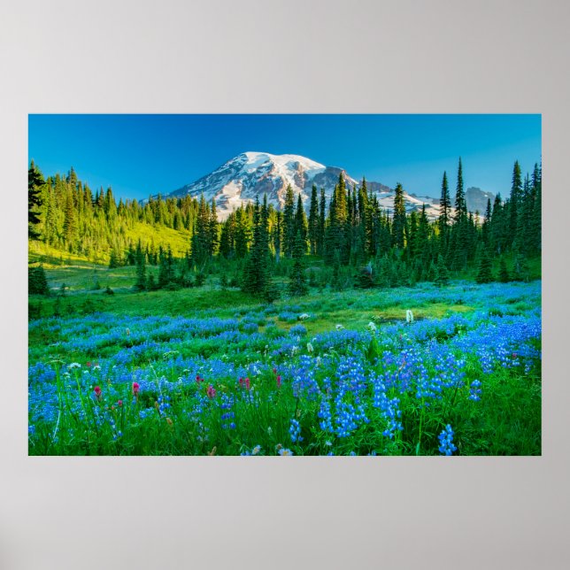 Sunrise Lupine und Berg Rainer Poster (Vorne)