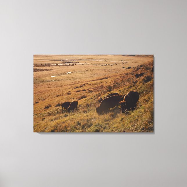 Sunrise on Bison Leinwanddruck (Vorderseite)