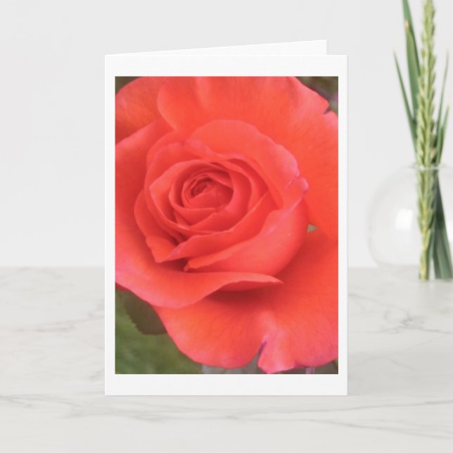 Sunrise Peach Rose Blume Gruß oder Mitteilungskart Karte (Vorderseite)