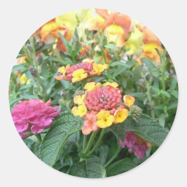 Sunrise Rose Lantana Runder Aufkleber (Vorderseite)