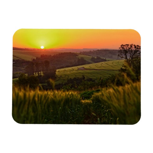 Sunset Agriculture Wheat Magnet (Horizontal)
