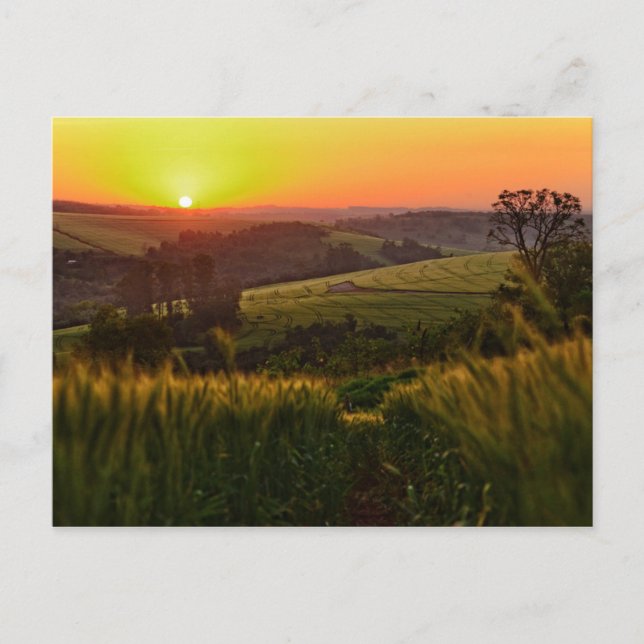 Sunset Agriculture Wheat Postkarte (Vorderseite)