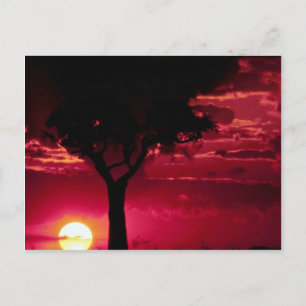 Sunset and Balanites Tree in Masai Mara Game Reser Postkarte