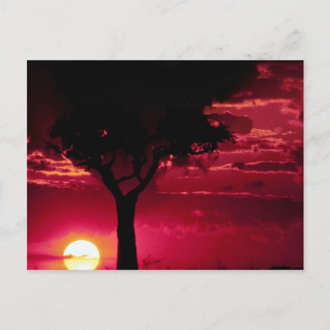 Sunset and Balanites Tree in Masai Mara Game Reser Postkarte (Vorderseite)