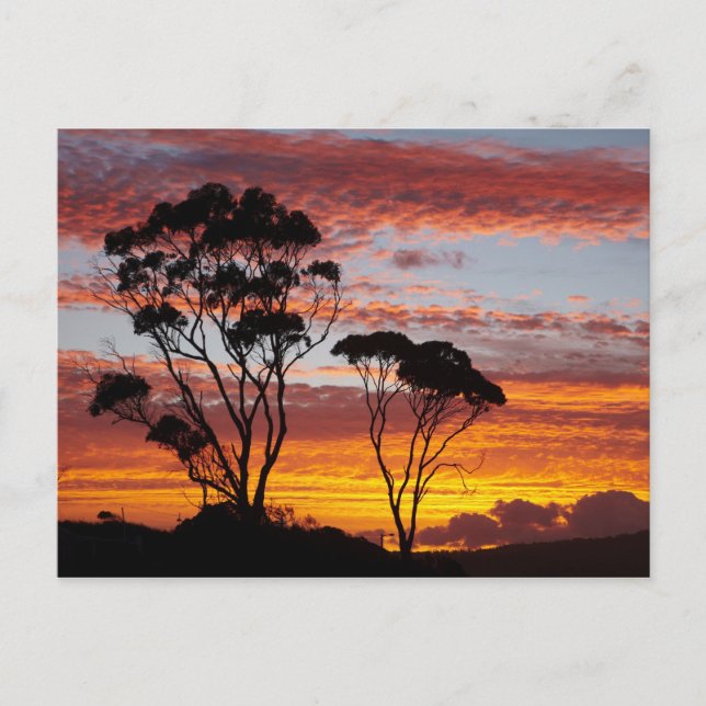 Sunset and Gum Tree, Binalong Bay, Bay of Fires, Postkarte (Vorderseite)