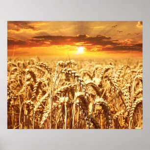 Sunset and Wheat Field Poster