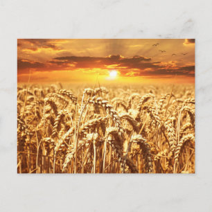 Sunset and Wheat Field Postkarte
