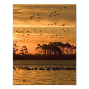 Sunset at Chincoteague Wildlife Refuge Virginia Fotodruck