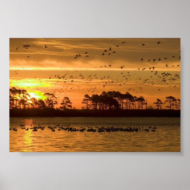 Sunset at Chincoteague Wildlife Refuge Virginia Poster (Vorne)