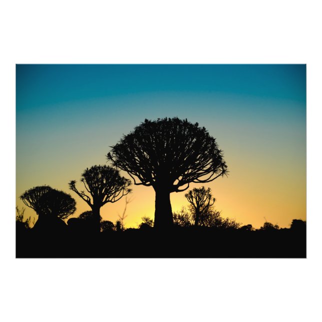 Sunset Behind Quiver Tree Forest Foto Print (Vorne)