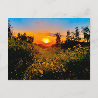 Sunset Burbank, California Yellow Wild Flowers Postkarte