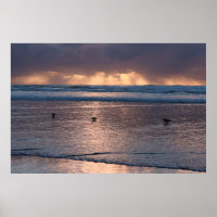 Sunset Coast Beach Birds Nature Foto