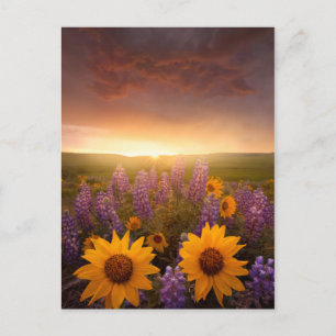 Sunset Daisies Postkarte