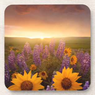 Sunset Daisies Untersetzer