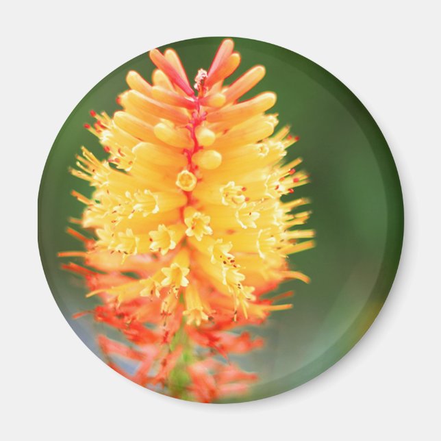 Sunset Glow Magnet (Vorne)