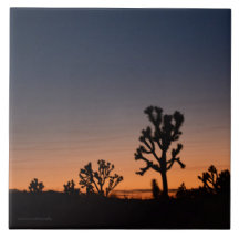 Sunset Joshua Trees