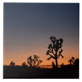 Sunset Joshua Trees Fliese