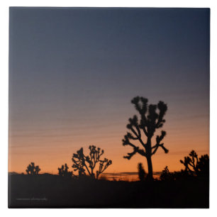 Sunset Joshua Trees Fliese