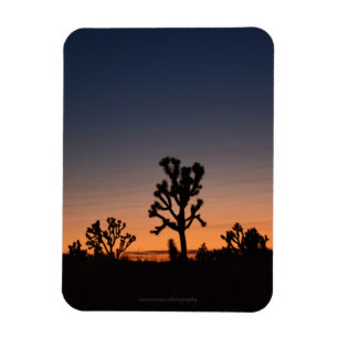 Sunset Joshua Trees Magnet