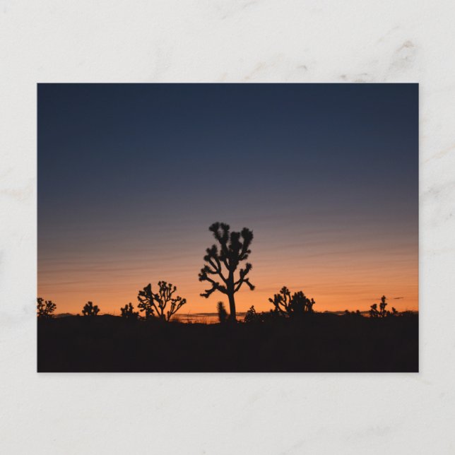 Sunset Joshua Trees Postkarte (Vorderseite)