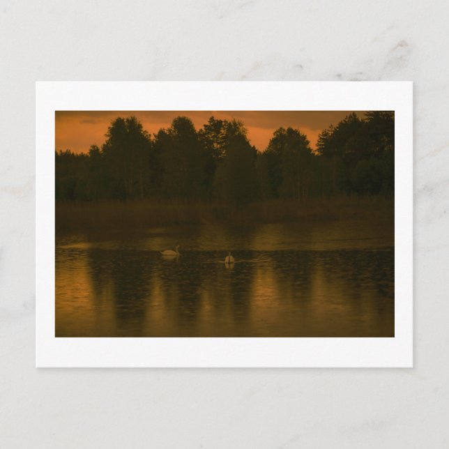 Sunset Lake Rain Schwanenwälder Landschaft Postkarte (Vorderseite)