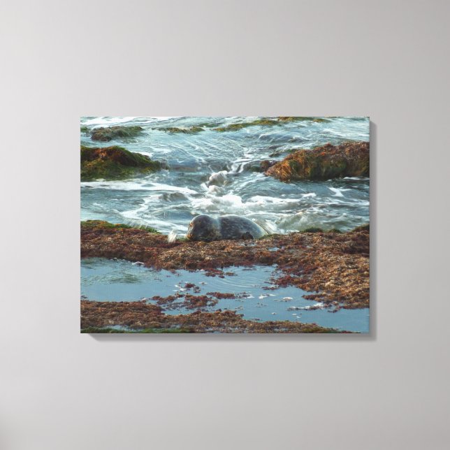 Sunset Lit Harbour Siegel I in San Diego Leinwanddruck (Vorderseite)