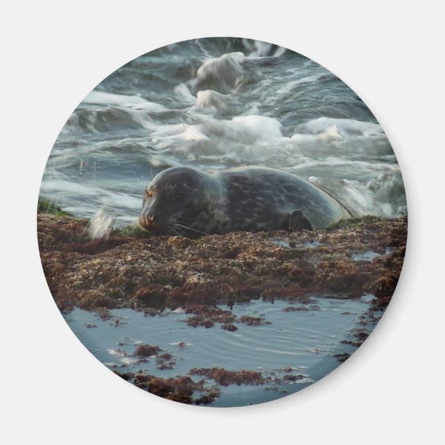 Sunset Lit Harbour Siegel I in San Diego Magnet (Vorne)