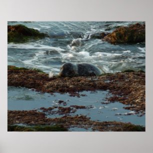 Sunset Lit Harbour Siegel I in San Diego Poster