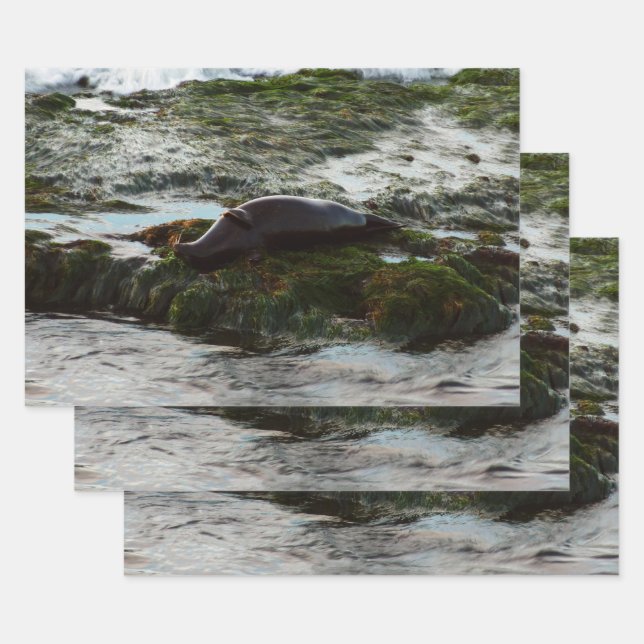 Sunset Lit Harbour Siegel II in San Diego Geschenkpapier Set (Set)