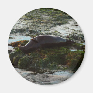 Sunset Lit Harbour Siegel II in San Diego Magnet