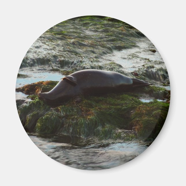 Sunset Lit Harbour Siegel II in San Diego Magnet (Vorne)