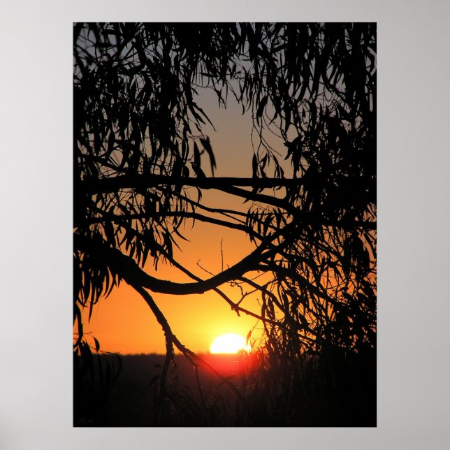 SUNSET NEST Poster (Vorne)