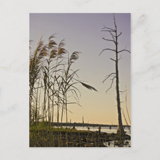 Sunset on Louisiana Swamp Postkarte