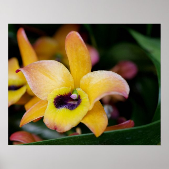 Sunset Orchid Poster (Vorne)