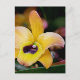 Sunset Orchid Postkarte