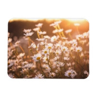Sunset Oxeye Daisies