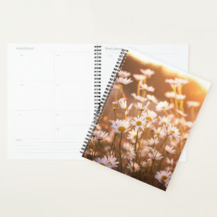 Sunset Oxeye Daisies Planer