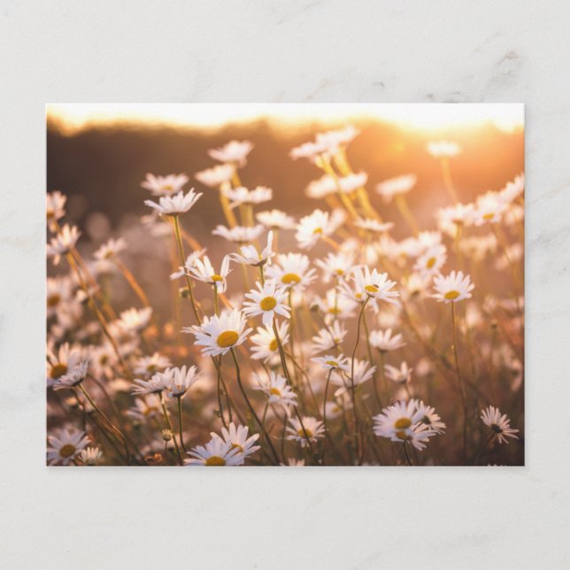 Sunset Oxeye Daisies Postkarte (Vorderseite)