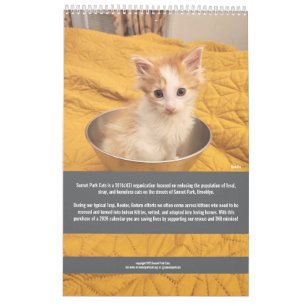 Sunset Park Katzen 2026 Kalender Kätzchen