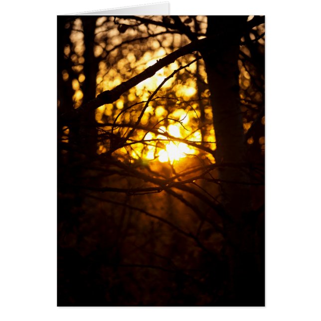 Sunset Poplars (Vorne)