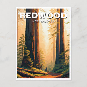 Sunset Redwood National Park Souvenir Postkarte