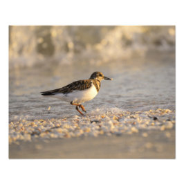 Sunset Sanderling Fotodruck