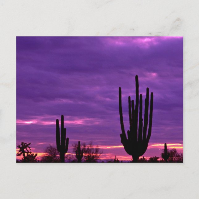 Sunset, Scottsdale, Arizona Postkarte (Vorderseite)