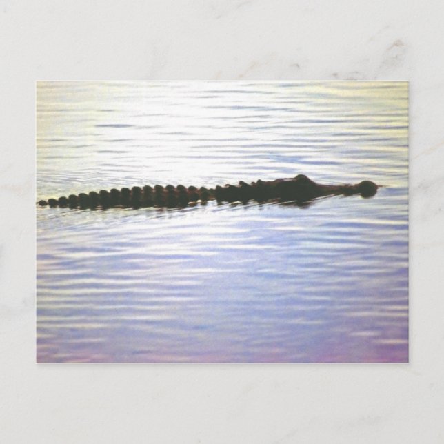 SUNSET SWIM POSTCARD POSTKARTE (Vorderseite)