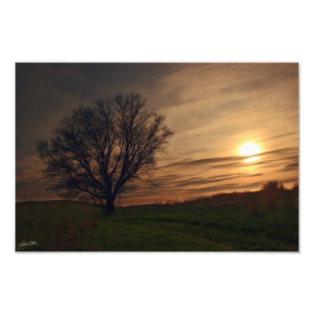 Sunset Tree Fotodruck (Vorne)