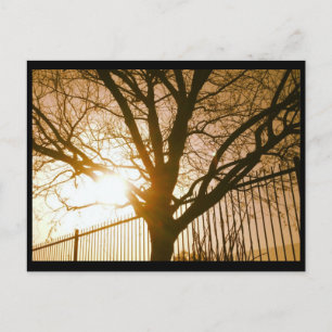 Sunset Tree Silhouette Postcard Postkarte