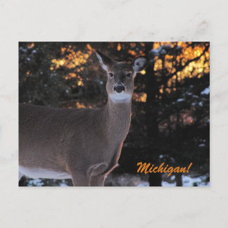 Sunset Whitetail Postkarte