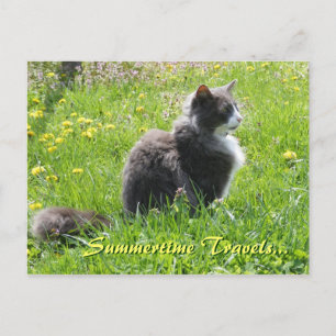 Sunshine Cat Postcard Postkarte