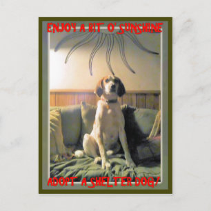 Sunshine Shelter Dog Postkarte